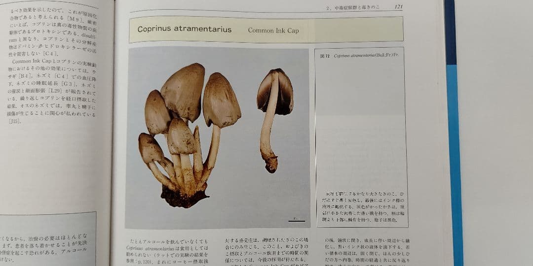『カラーアトラス 有毒きのこ』大型版の毒きのこ専門書 廣川書店 刊 稀覯本