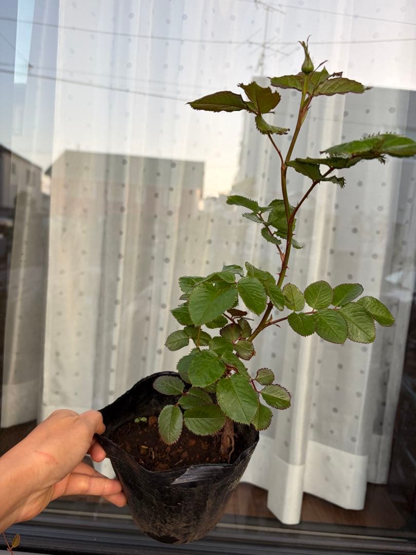 薔薇　バラ苗　接木新苗　Dolce........ 人気品種　入手困難