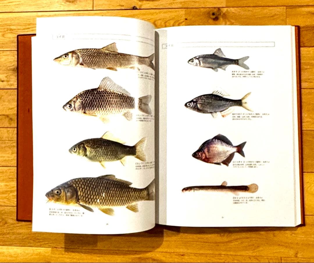 魚譜 日本料理盛付精撰 日本食用魚介藻大図鑑 豪華本 2冊セット グラフ社