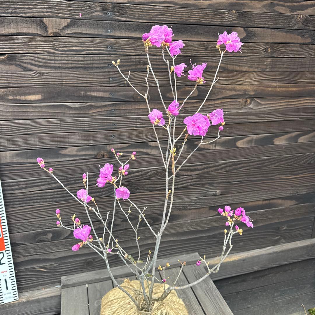ゲンカイツツジ【現品発送】管理80222