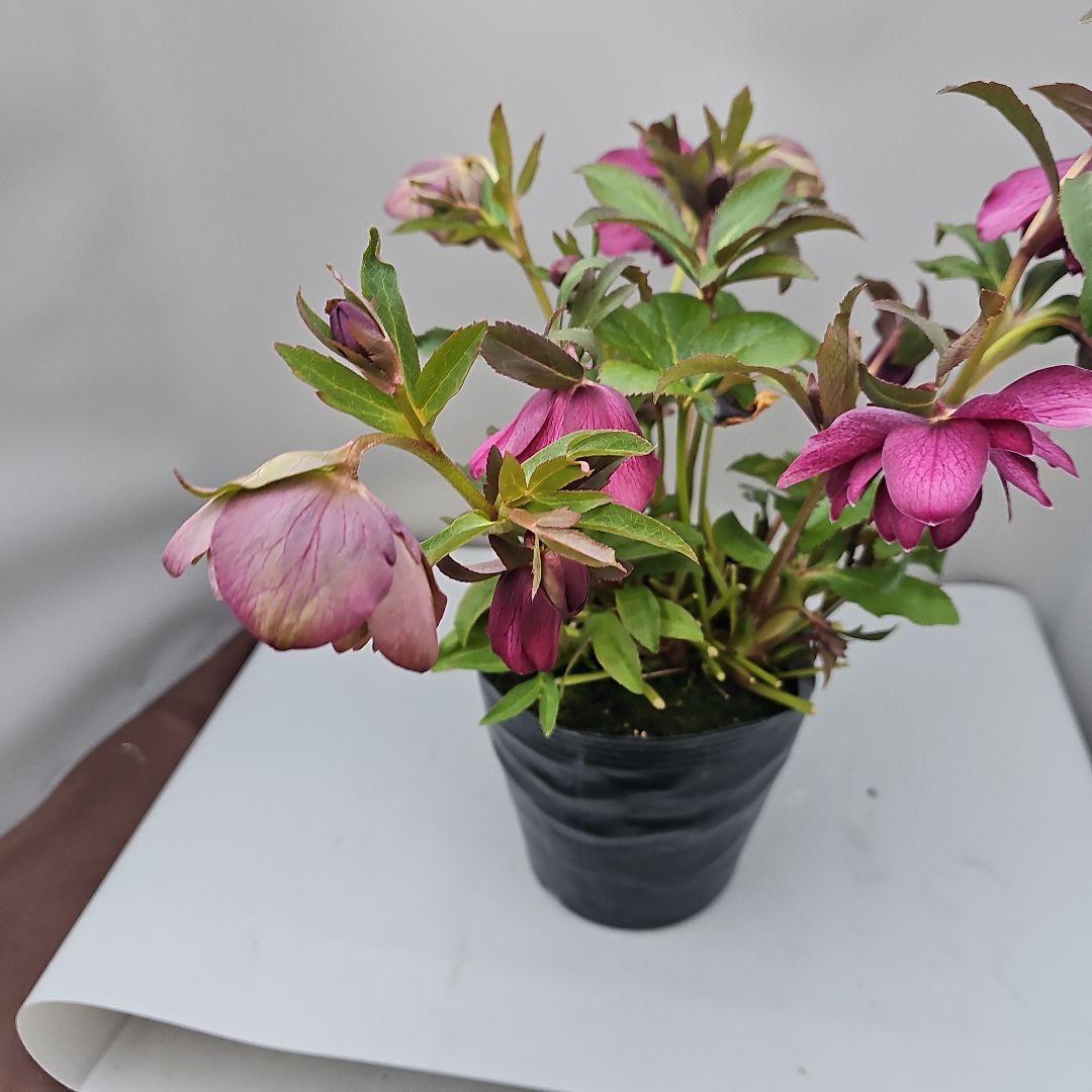 クリスマスローズ開花苗　グリーンブロッチ二種植え