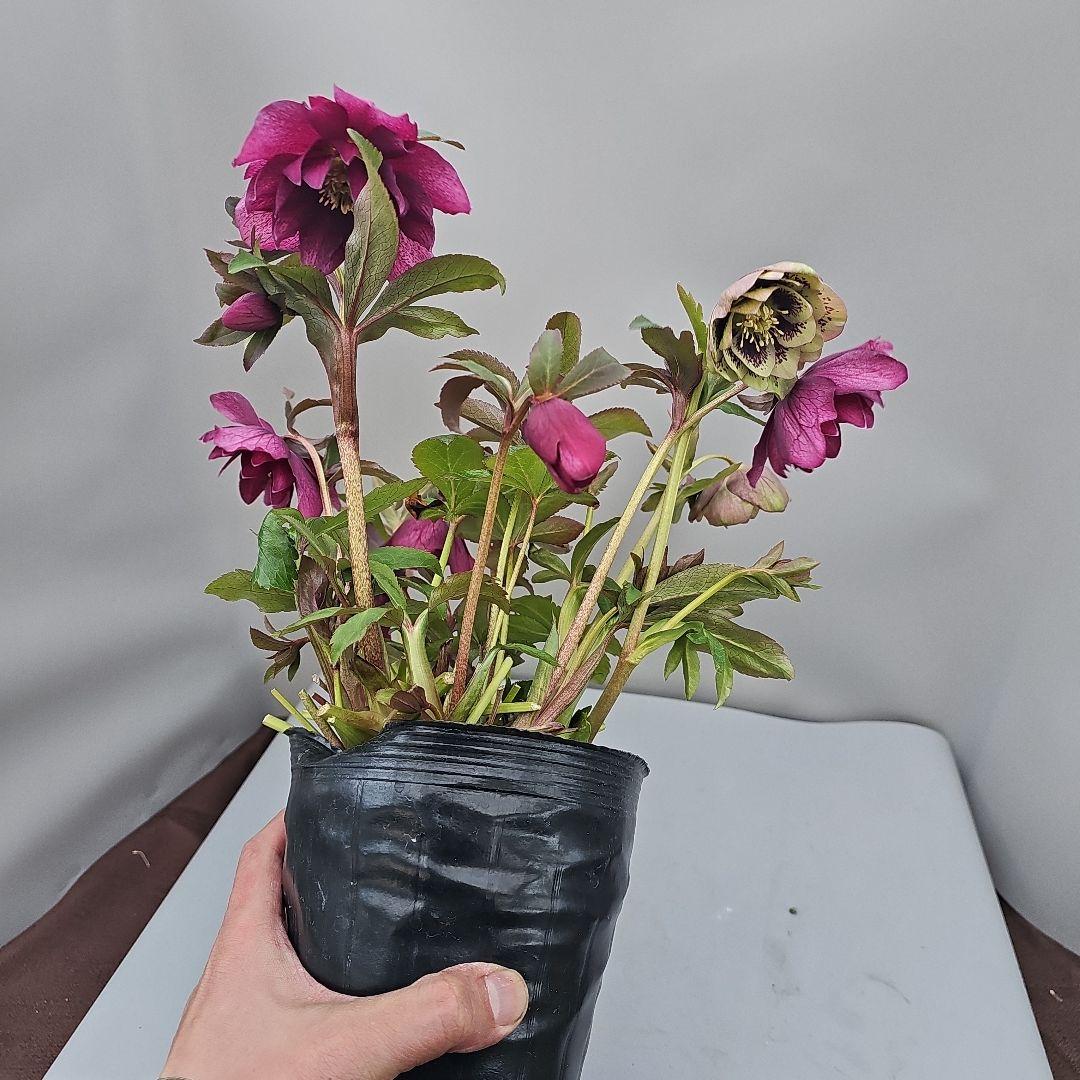クリスマスローズ開花苗　グリーンブロッチ二種植え