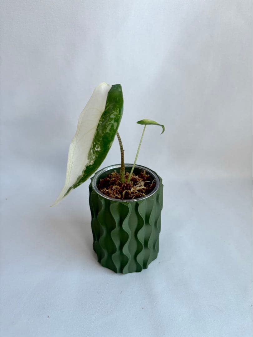 その他観葉植物 Alocasia longiloba Variegata