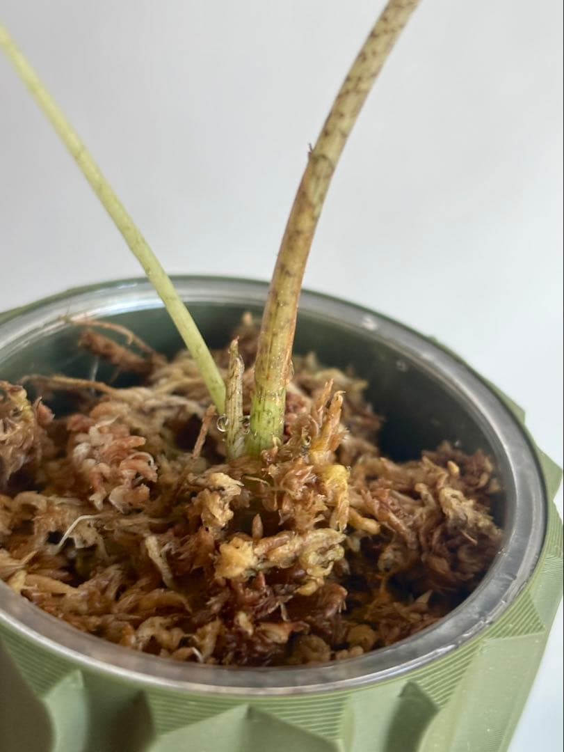 その他観葉植物 Alocasia longiloba Variegata