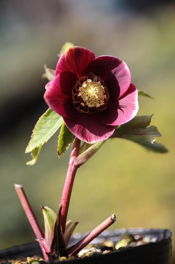 クリスマスローズ 開花株 SDソレイユhyb