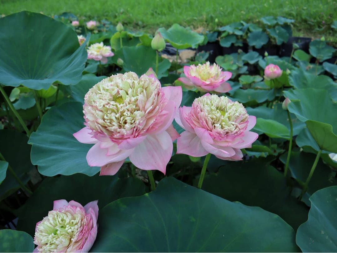 花蓮苗　蓮根. DP171