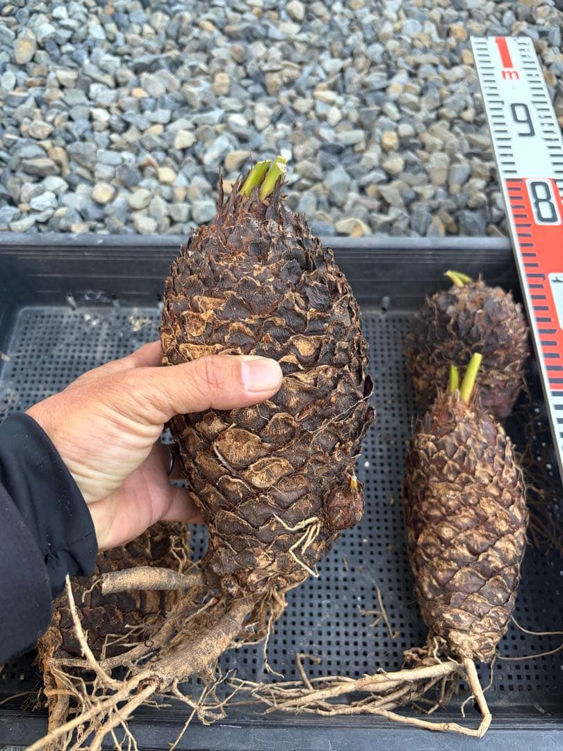 蘇鉄　ソテツ　5株セット　発根済み　抜き苗　オマケ1株付き　鹿児島❗️