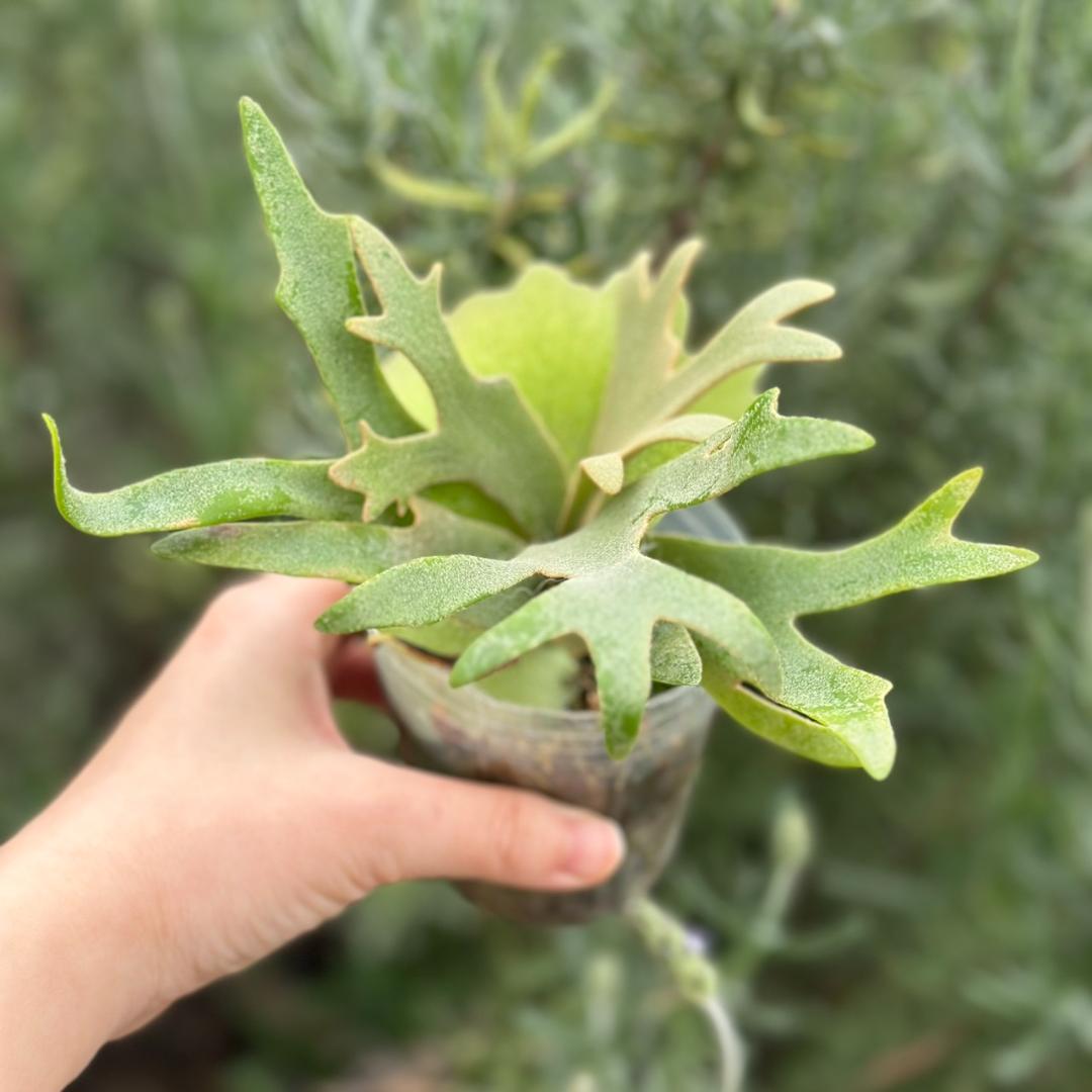 P.willinckii ’Nano’ spore 4314