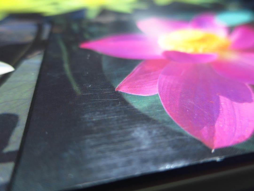 Waterlilies And Lotuses 　蓮・睡蓮　ハス　スイレン