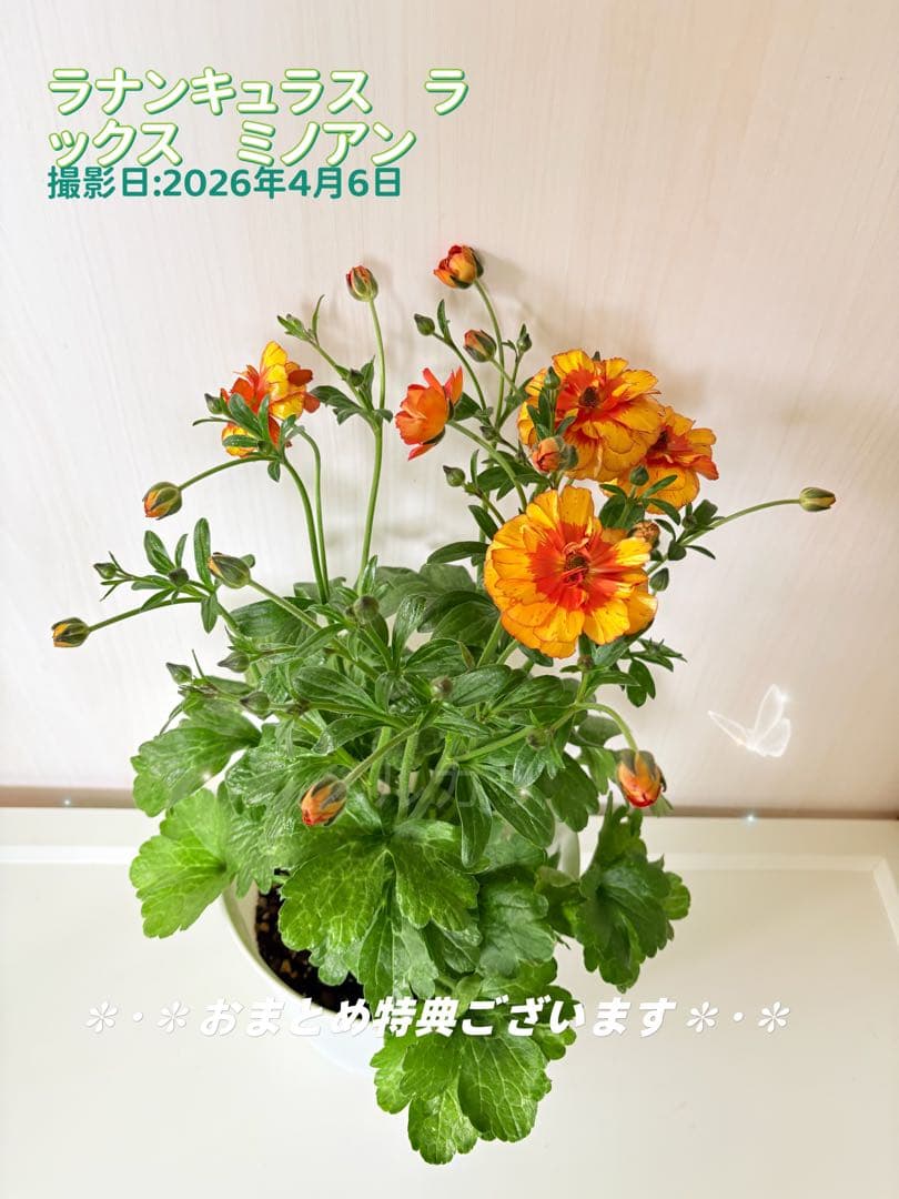 ラナンキュラス ラックス ミノアン7号鉢 白鉢 タグ付き 大株 美株