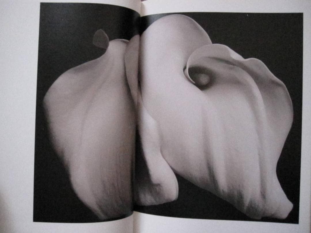 FLOWERS MARK VASSALLO　マーク・ヴァッサーロ