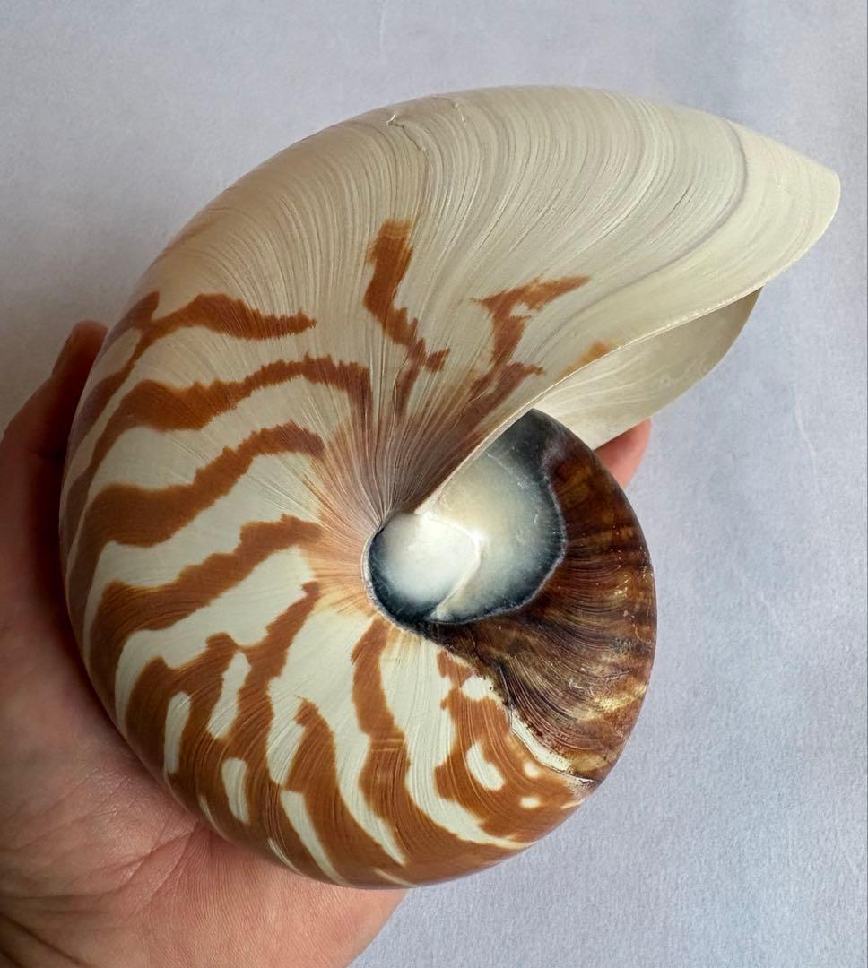 天然 オウムガイ 貝殻 2点セット 16cm 12cm 標本 インテリア