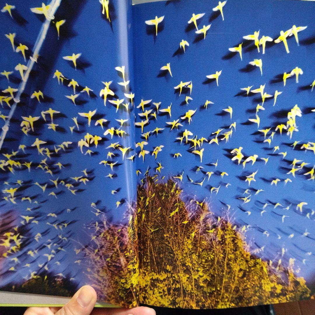 水谷吉法写真集　Yoshinori Mizutani Tokyo Parrots