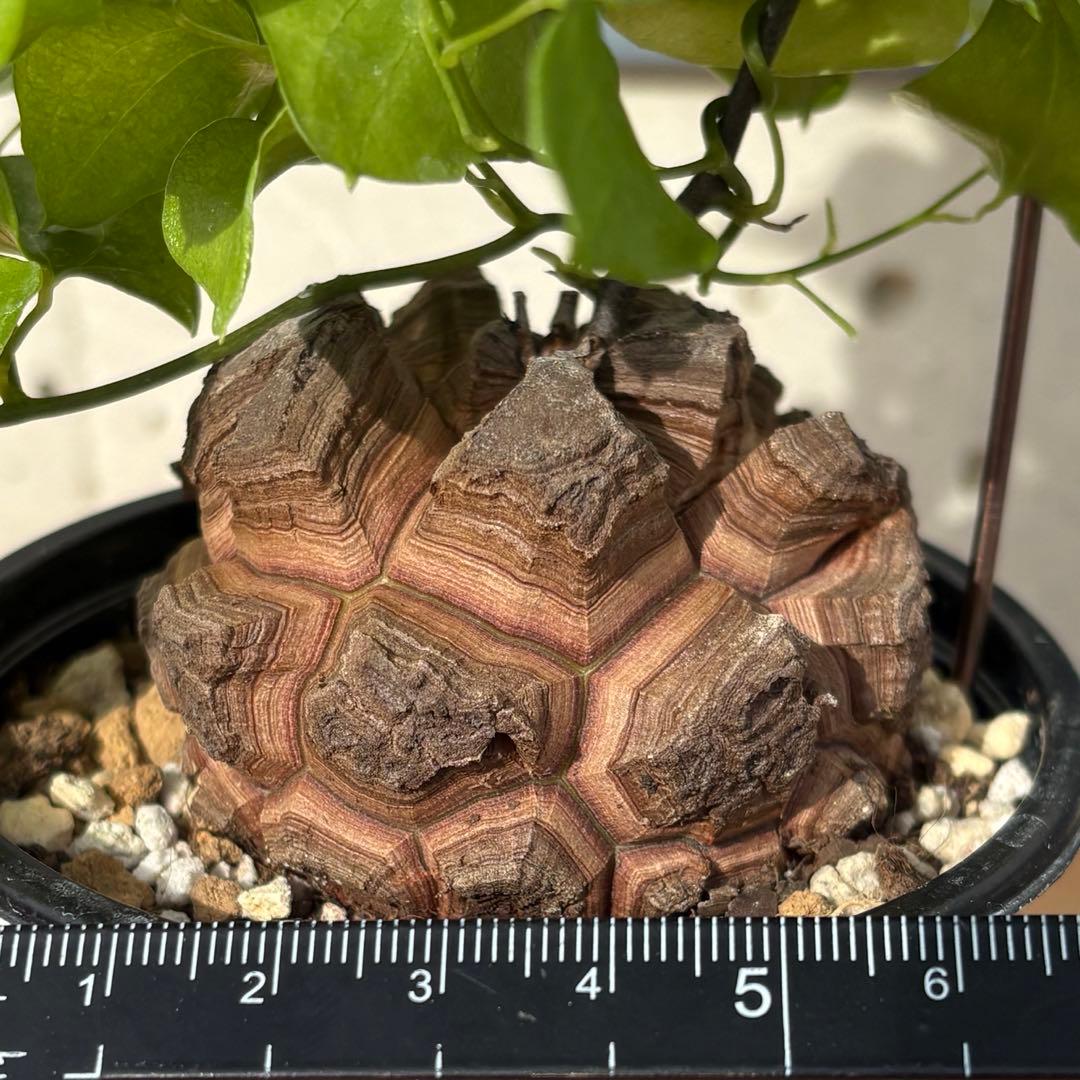 No.701 Dioscorea elephantipes アフリカ亀甲竜　実生