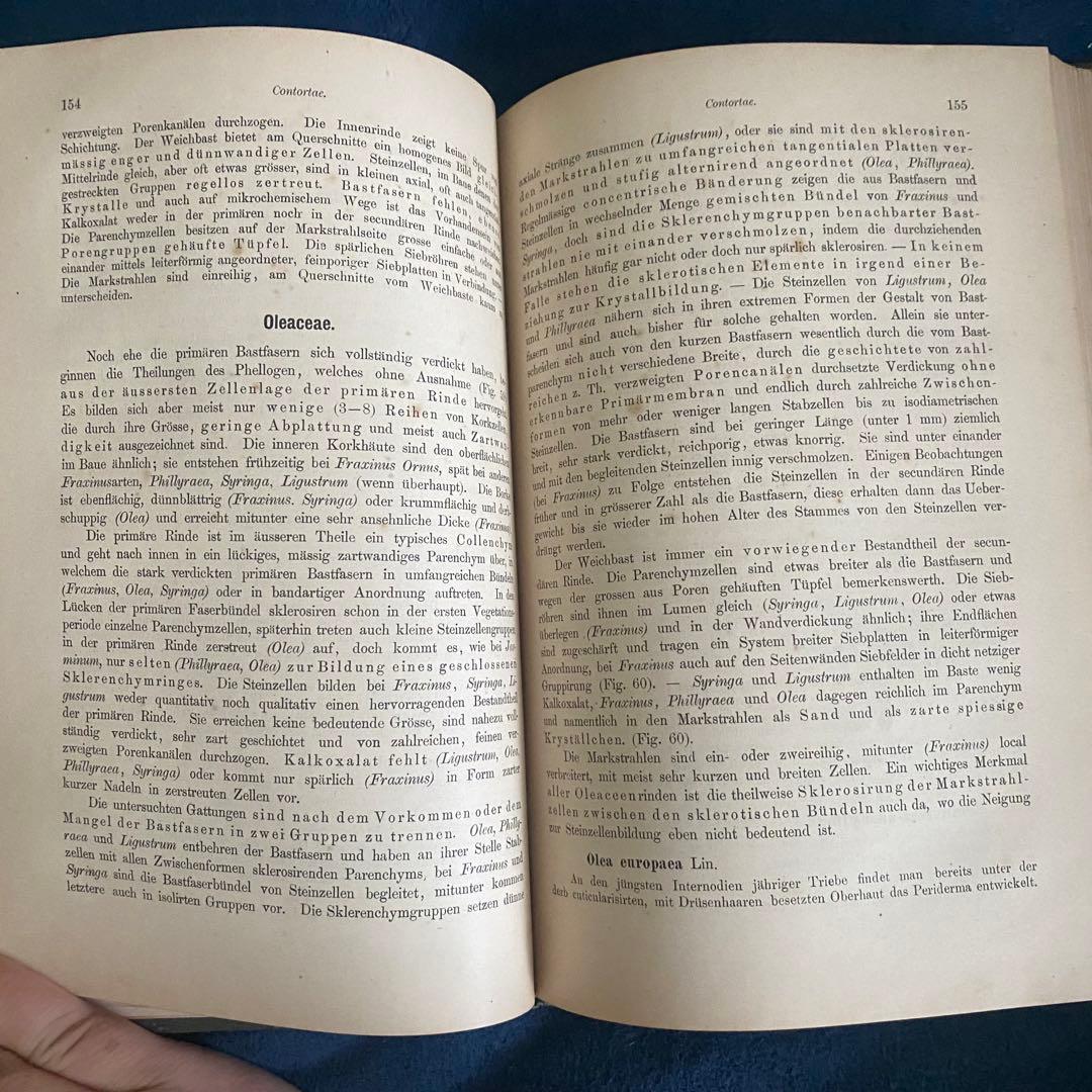1882年 植物学 ドイツ古書 木の樹皮 解剖学ジョセフ モーラー博士 比較研究