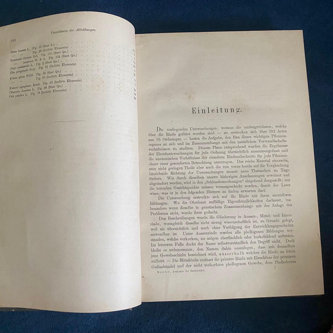 1882年 植物学 ドイツ古書 木の樹皮 解剖学ジョセフ モーラー博士 比較研究