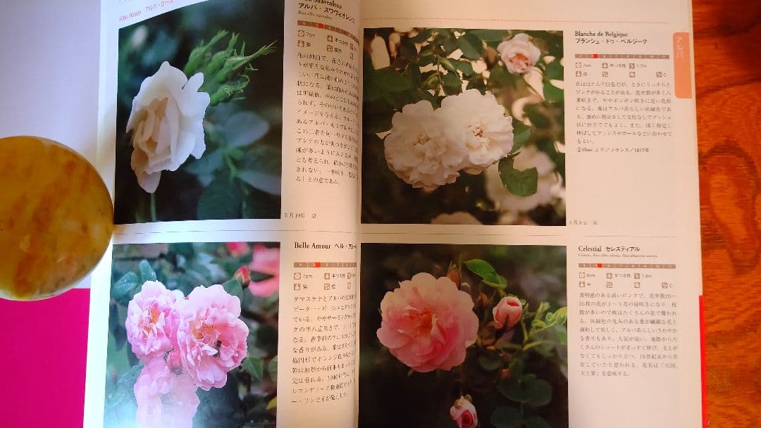『オールドローズ花図譜』日本初の本格的オールドローズ花図鑑 528種収録