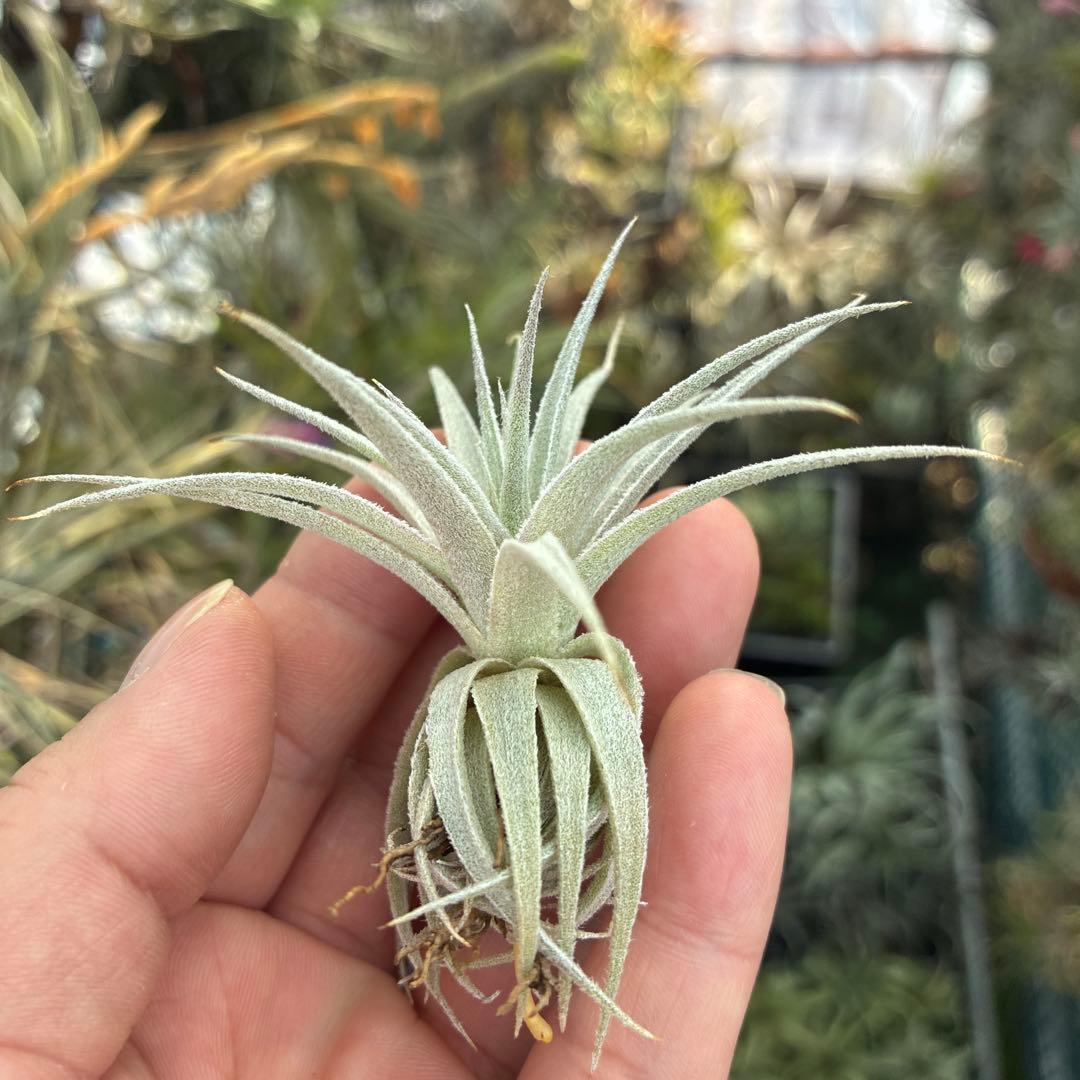 ブロメリア・エアープランツ Tillandsia gardneri var. rupicola