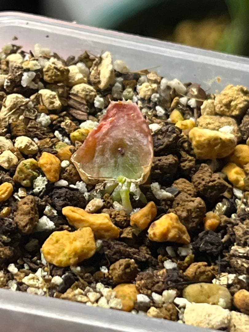 ハオルチア 王蟲　葉挿し　発根発芽済み