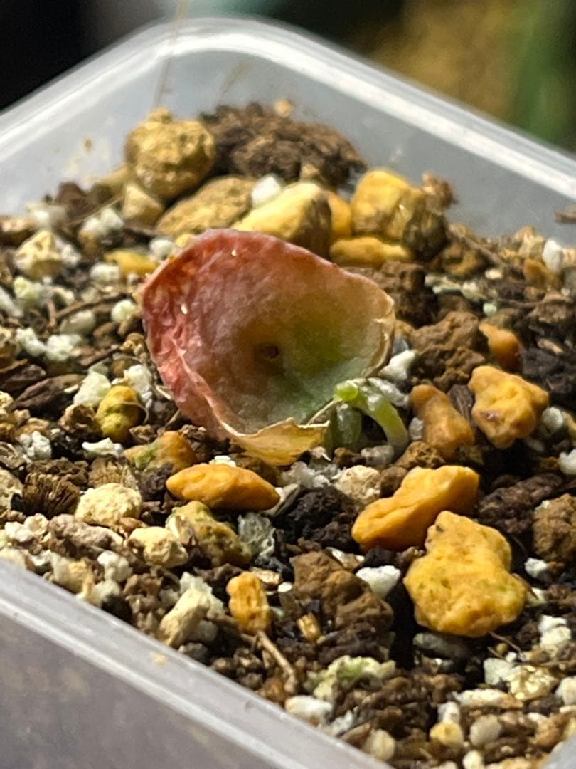 ハオルチア 王蟲　葉挿し　発根発芽済み